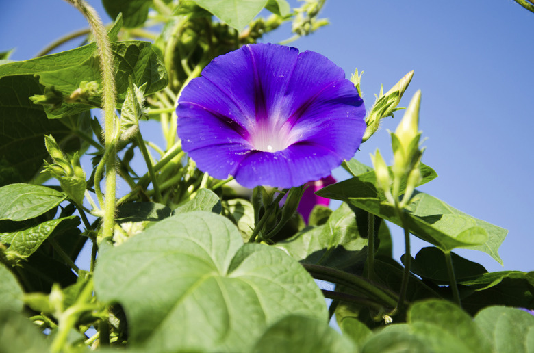 morning glory flower