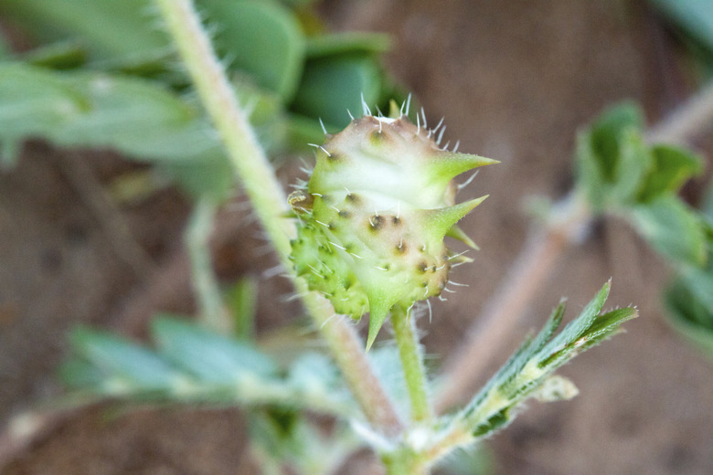 Typical Mediterranean plant with scientific name Tribulus terres