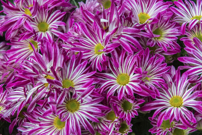 Tiger Striped Gazania flower