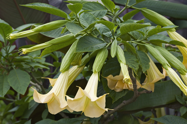 Closeup image of Angel's trumpet flowers.