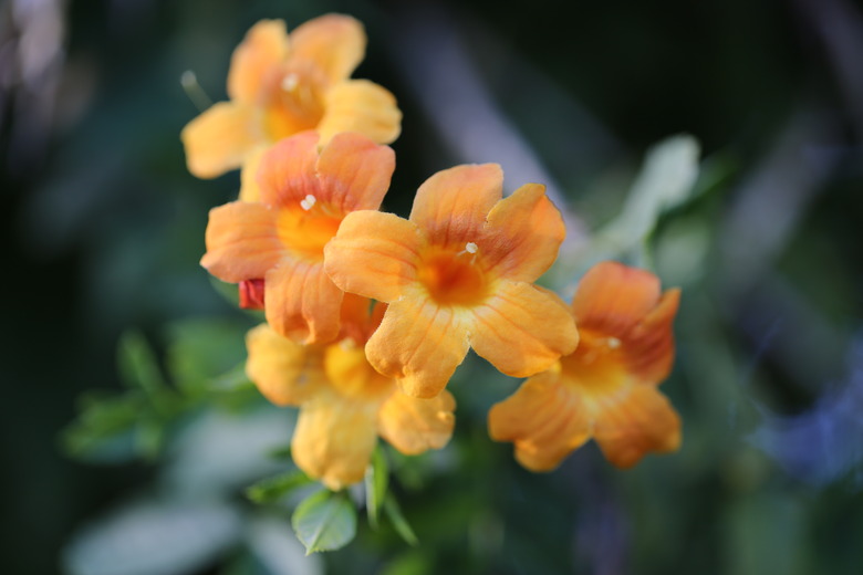 Bignonia capreolata, Cross Vine, Crossvine