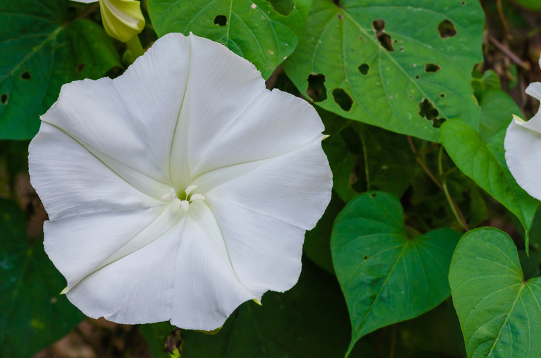 Moonflower Blooming In Natural Garden