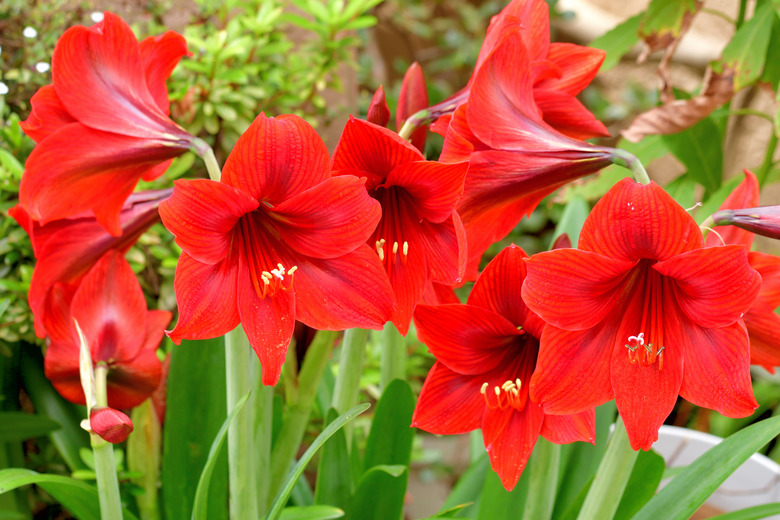 Amaryllis / Hippeastrum