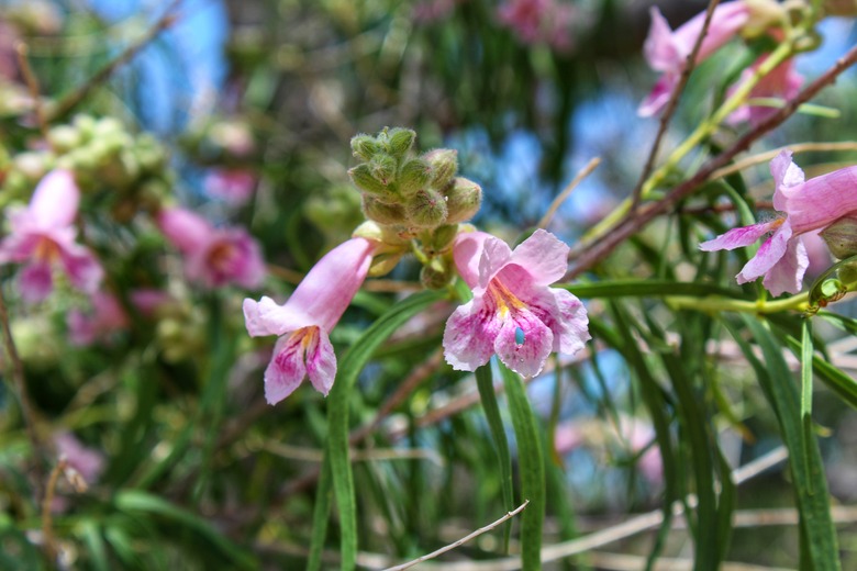 CHILOPSIS LINEARIS - DESERT WILLOW - JOSHUA TREE NP - 050619 A