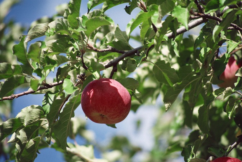 Apple on tree branch