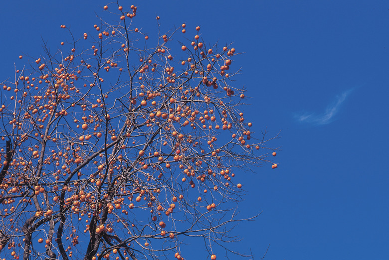 Persimmons tree