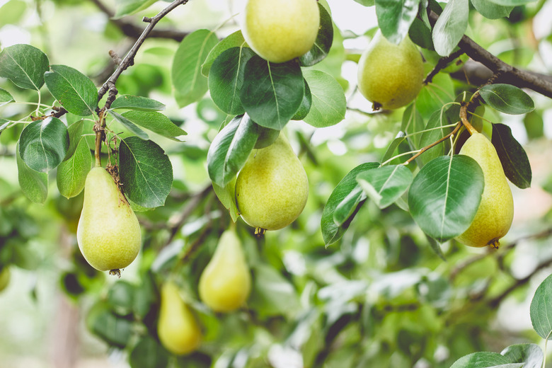 Pear tree branch full of fruits