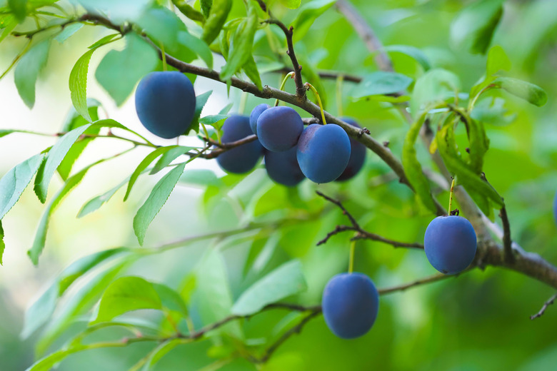 Large number of fruits of damson plum hanging on a tree. Prunus domestica insititia