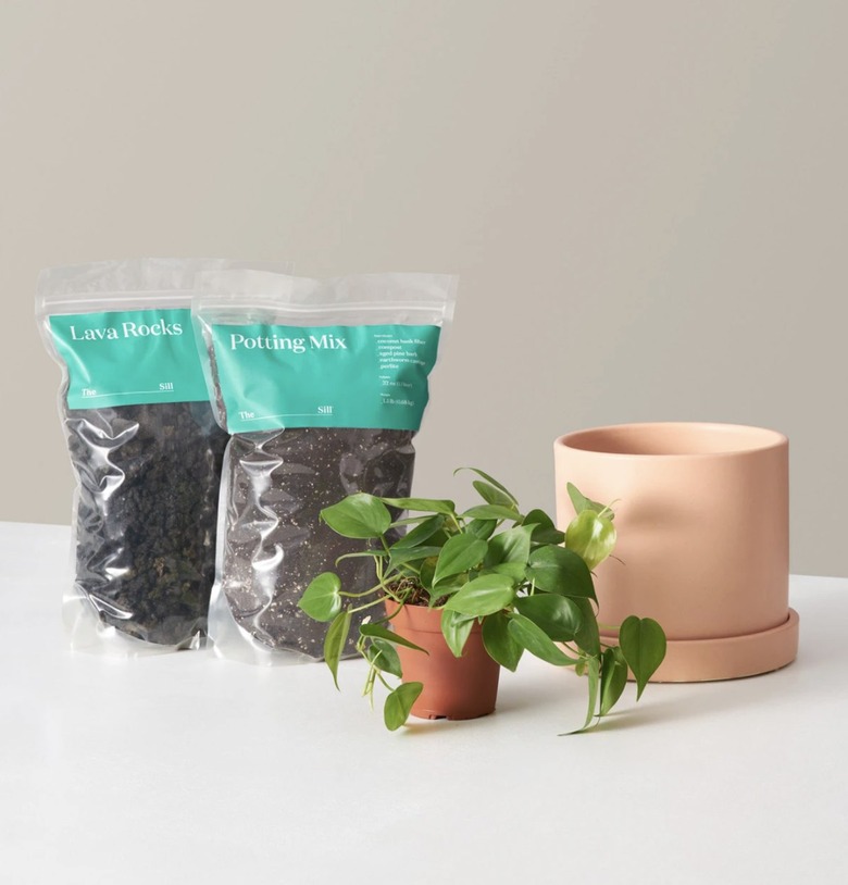 The Sill Houseplant Repotting Kit, $46