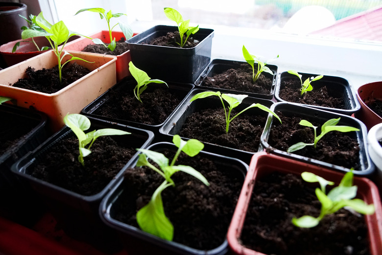 sprouts in pots