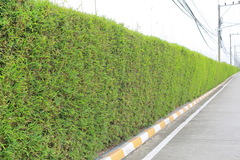 Bamboo leaves wall beside a road.