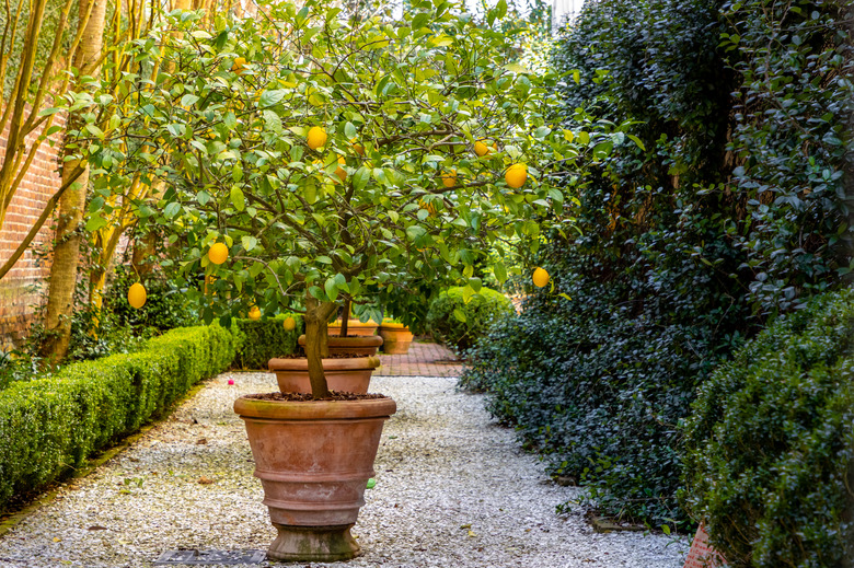 Lemon tree in a quiet garden