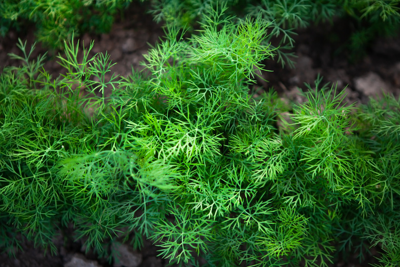 Fresh young dill growing in rows on a vegetable patch, top view.