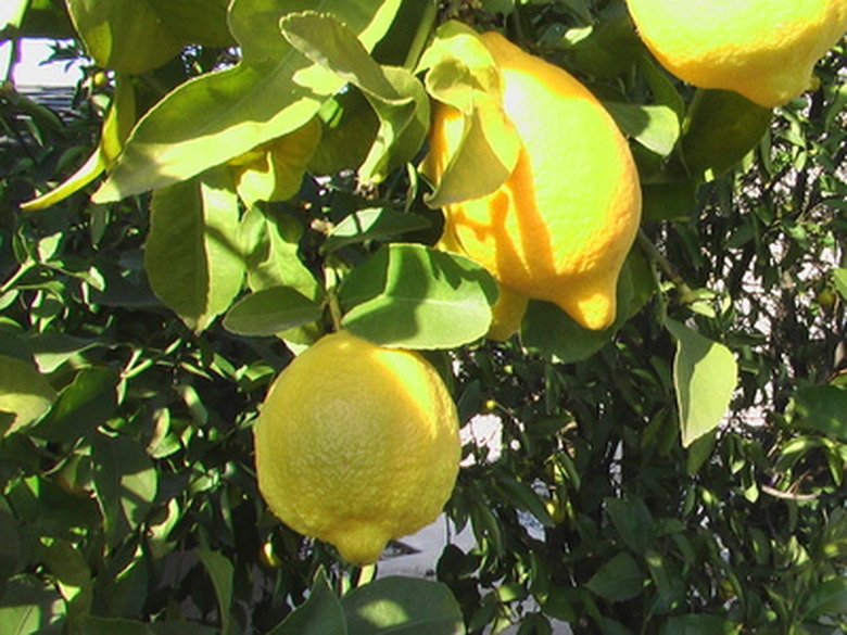 lemon tree