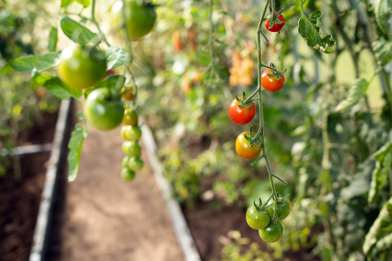 A branch with ripening reddish cherry tomatoes in a summery greenhouse in Estonia