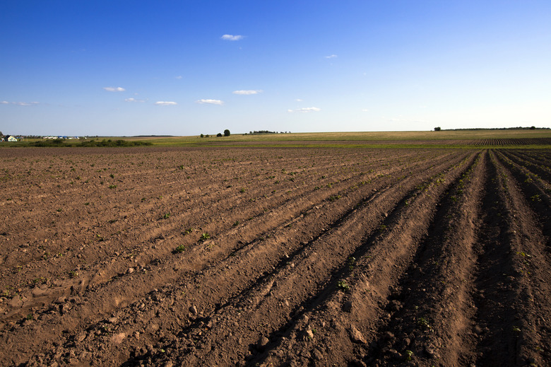 agricultural field