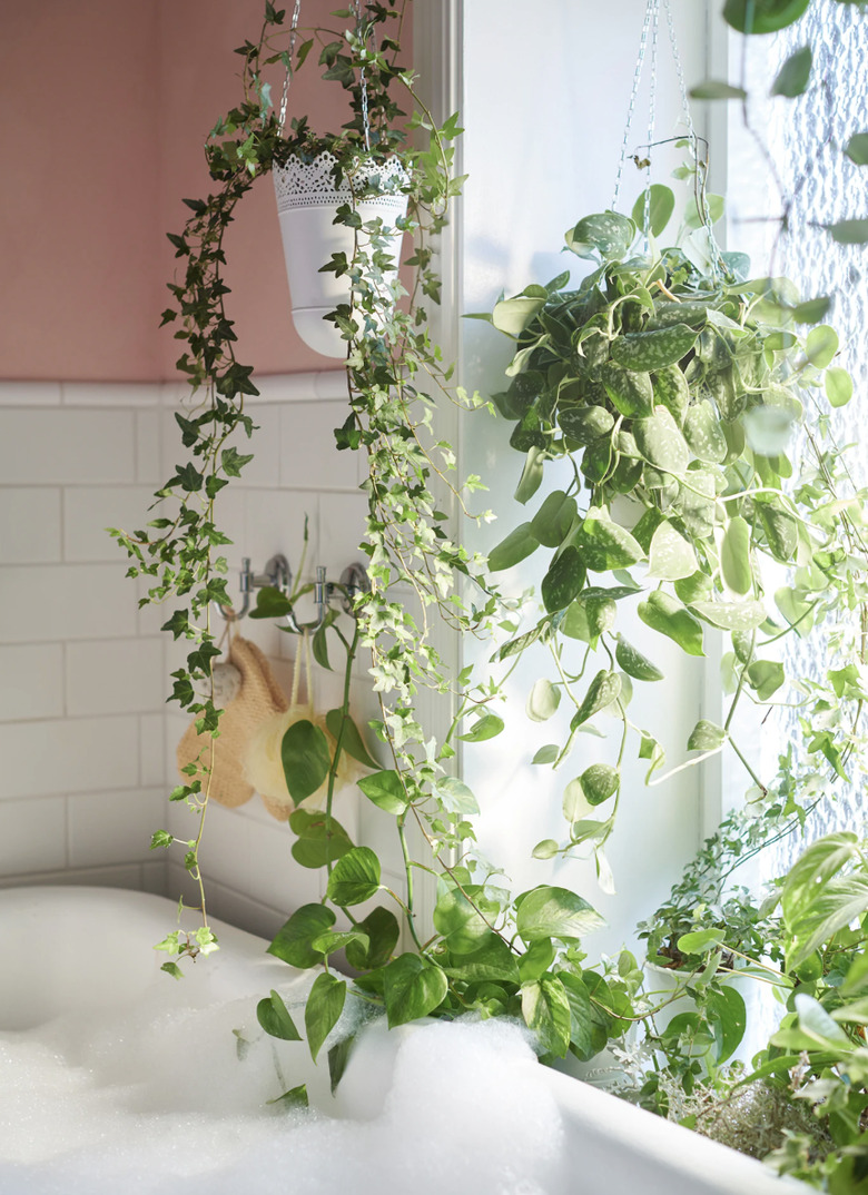 bathroom curtain idea with bathtub in a pink and white bathroom with lots of live plants hanging in front of the window