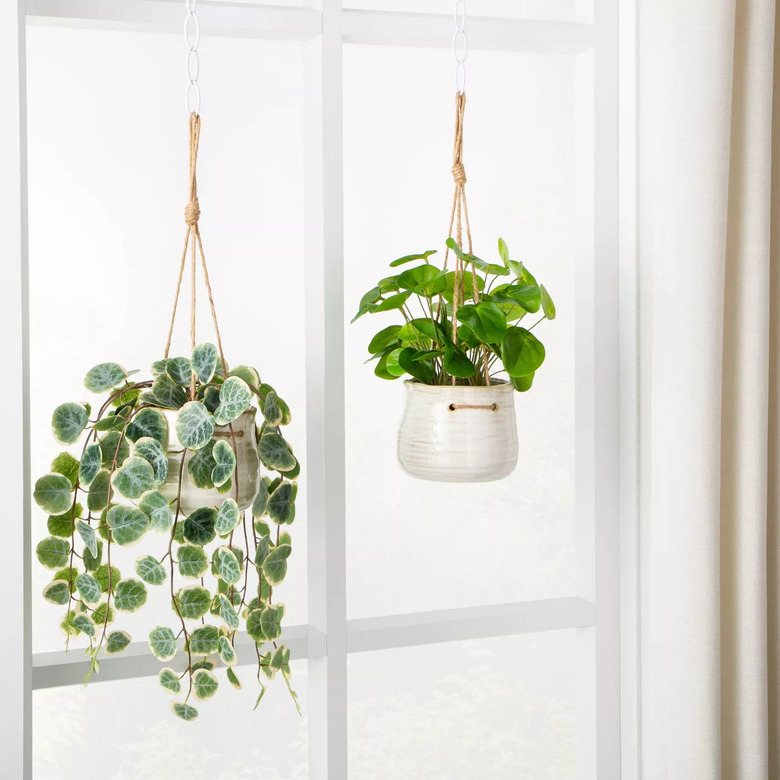 faux plants hanging on a window