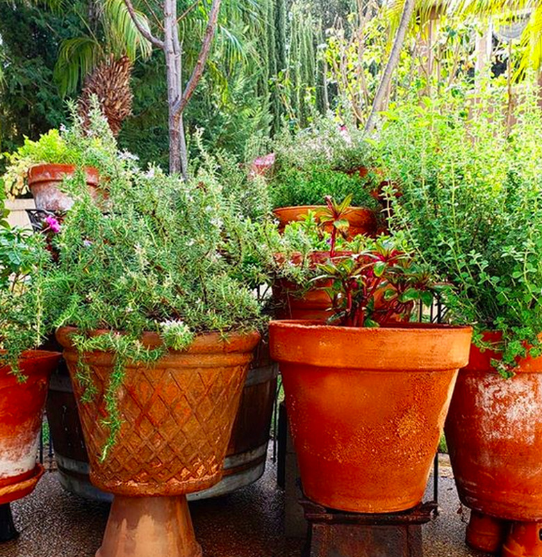 Herbs in pots