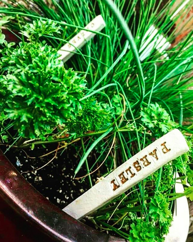 Herbs in a pot