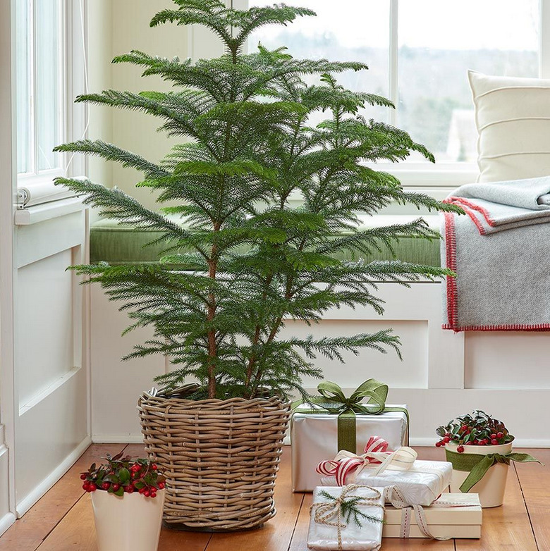 Norfolk Island Pine from White Flower Farm