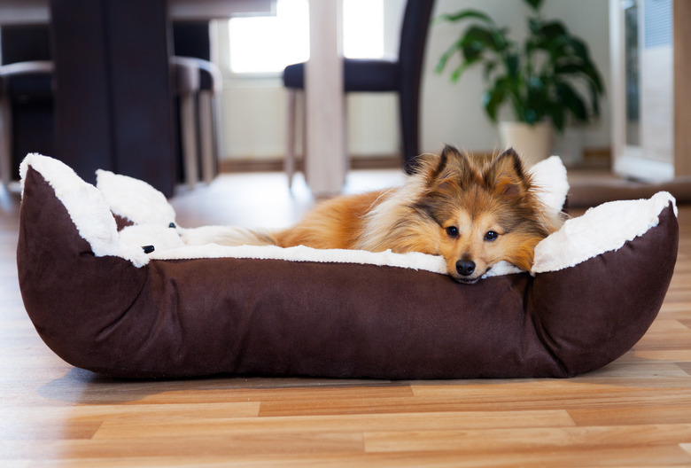 Sheltie dog in the basket