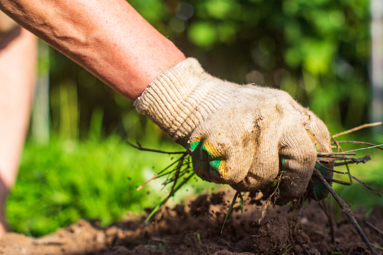 A woman's hand is pinching the grass. Weed and pest control in the garden