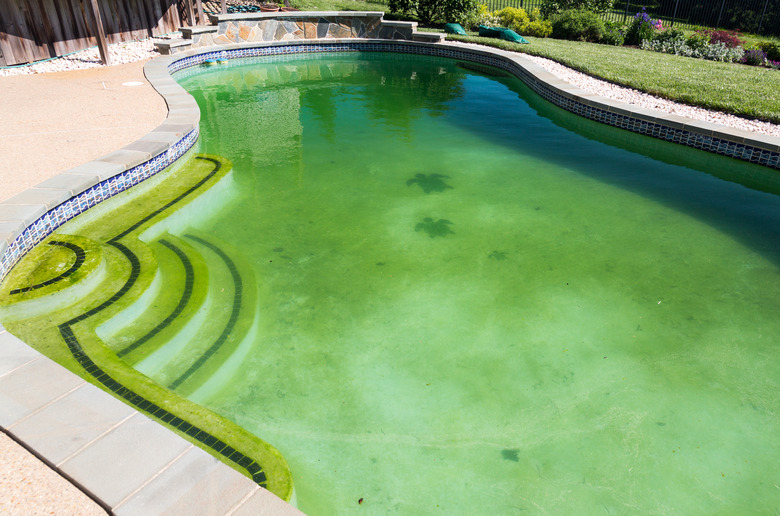 Filthy backyard swimming pool and patio