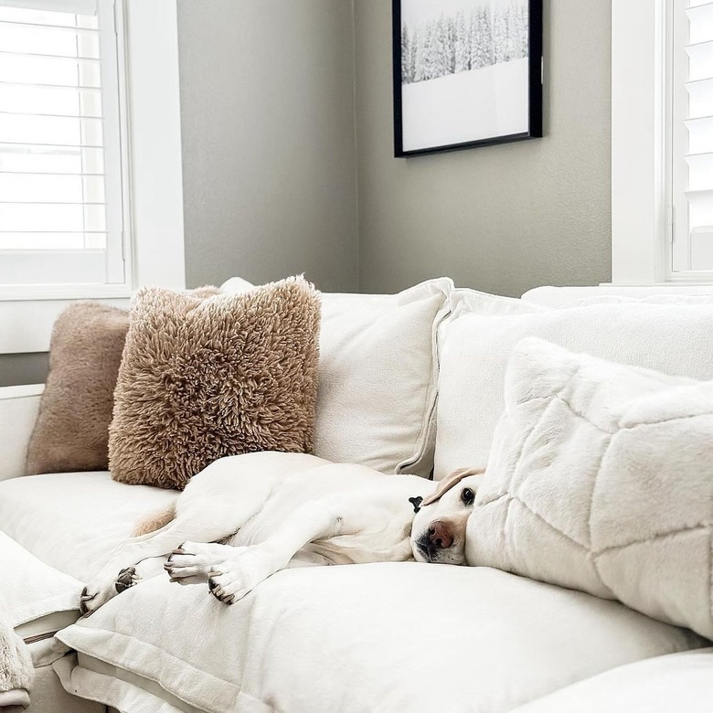 dog sleeping on homebody sofa