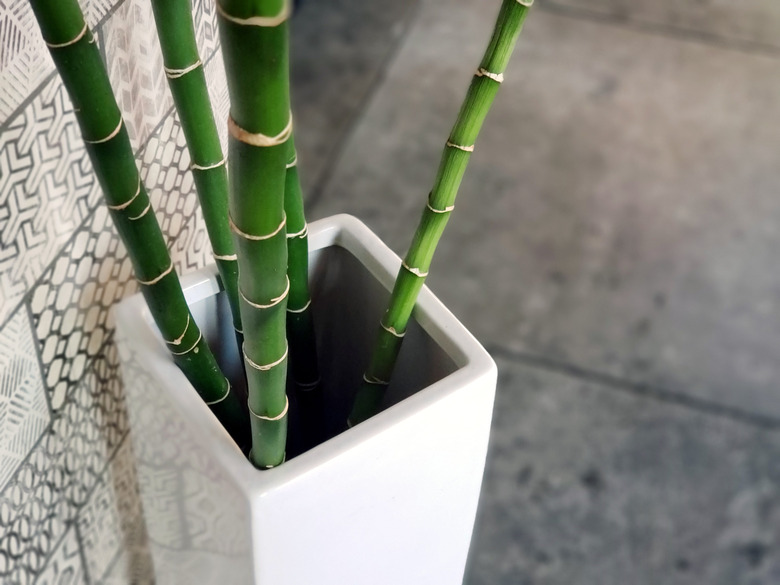 Bamboo Potted Plant