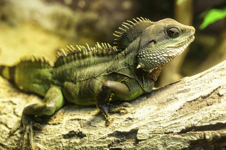 Green iguana.