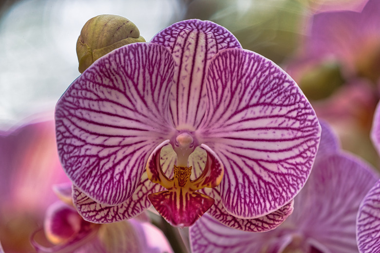 Branch of pink Phalaenopsis or Moth orchid from family Orchidaceae isolated.