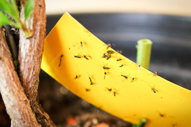 Closeup of fungus gnats stuck to yellow sticky tape.