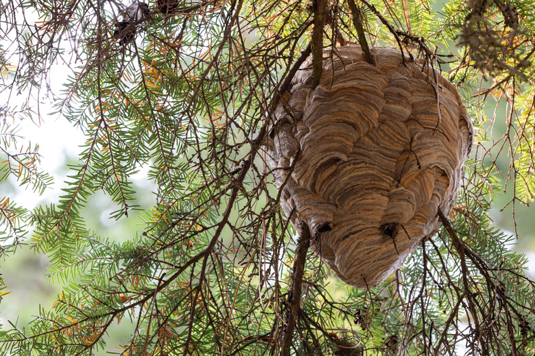 Bald-faced hornet nest in tree.