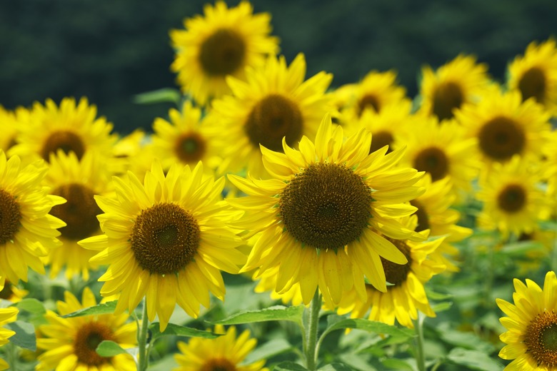 Sunflowers, Hyogo Prefecture, Japan