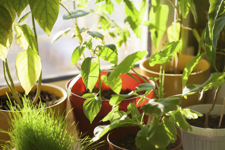 Potted green plants on window sill indoors