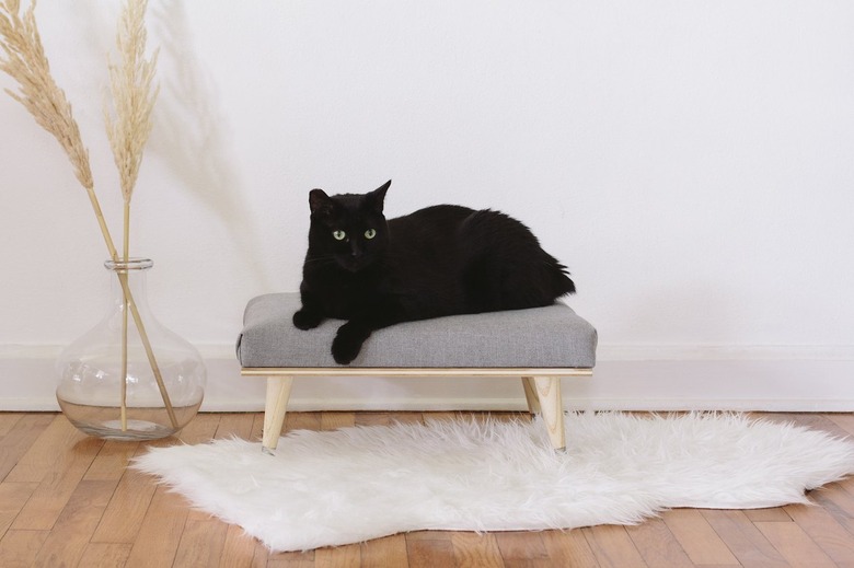 Black cat on daybed with white rug, wood floor, and vase with plant