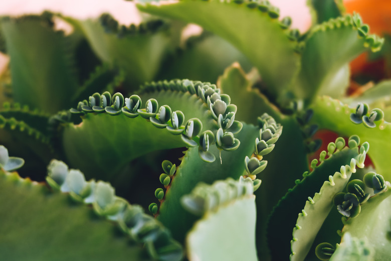 Mother of Thousands, Mexican Hat plant (Kalanchoe pinnata) with sprout.