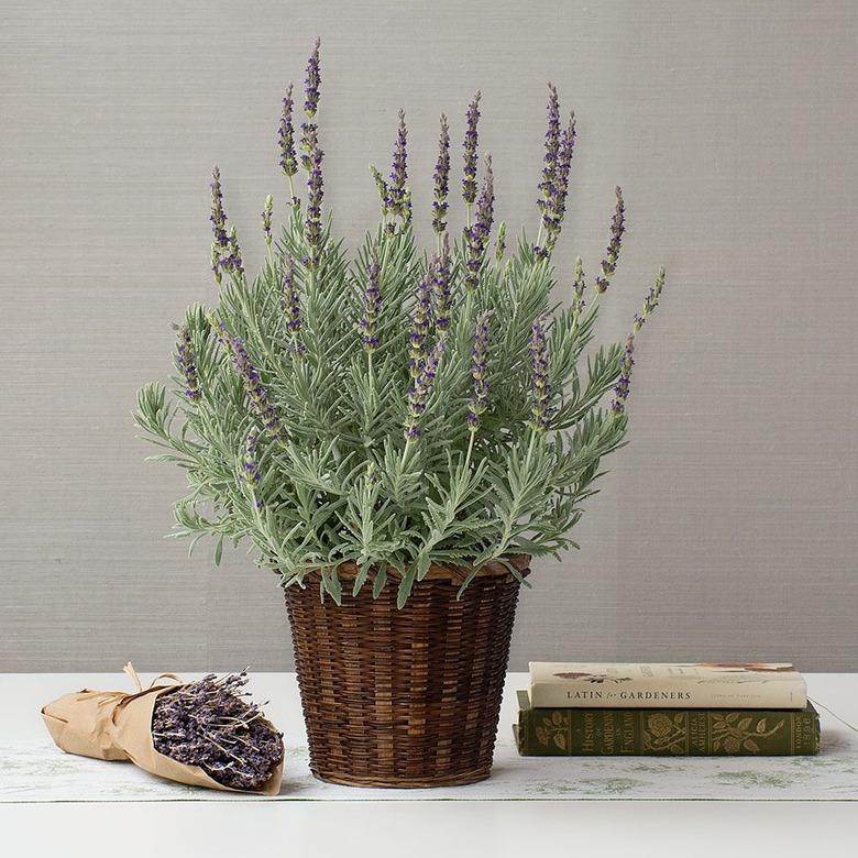 'Goodwin Creed Gray' lavender plant in wicker basket