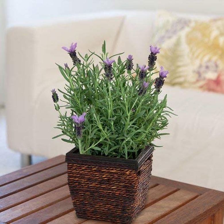 Lavender plant in brown basket planter