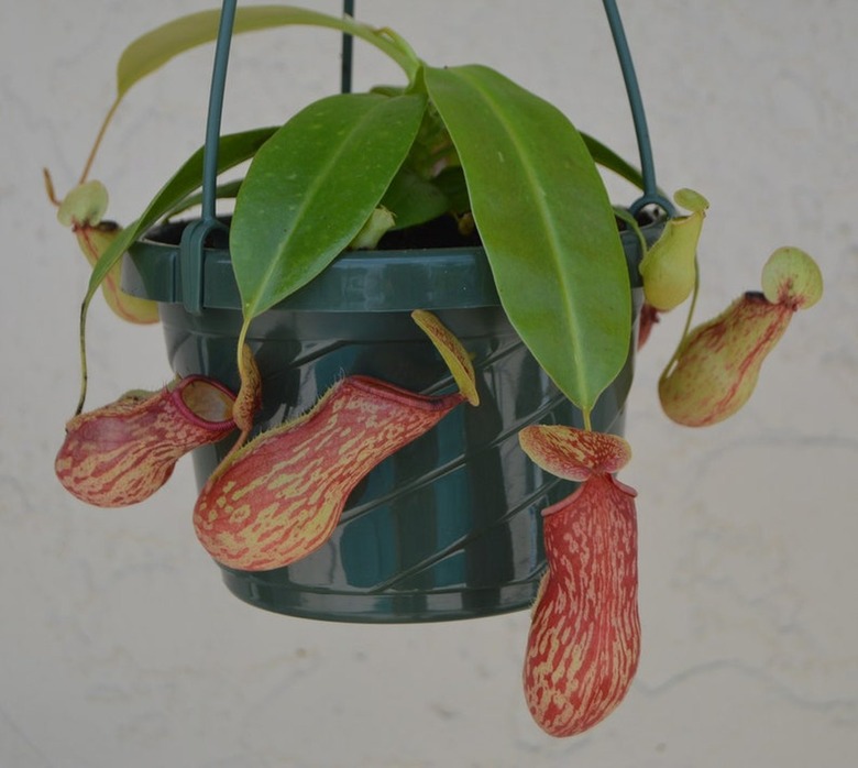 Pitcher Plant Hanging