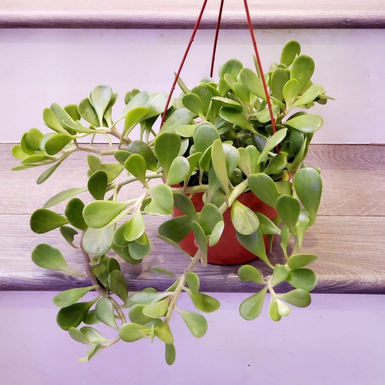 Trailing Jade Plant