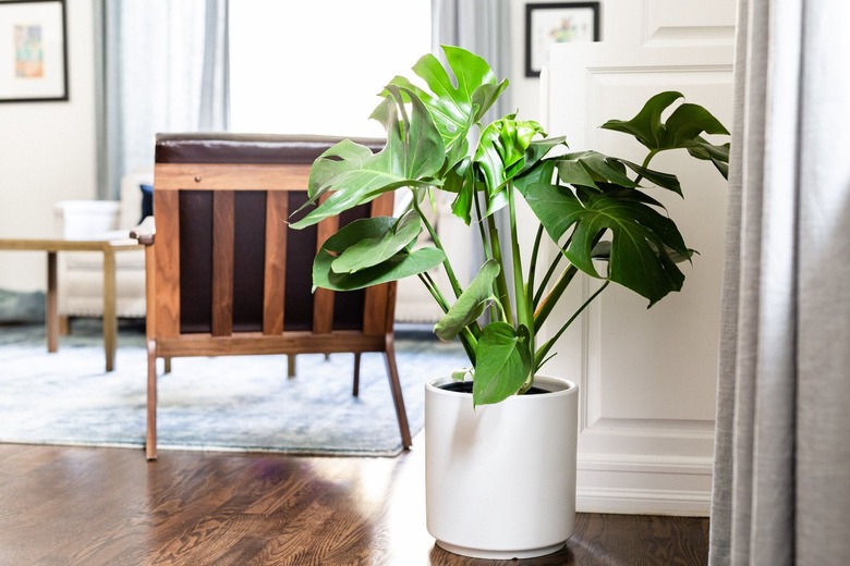 Monstera deliciosa plant in white planter