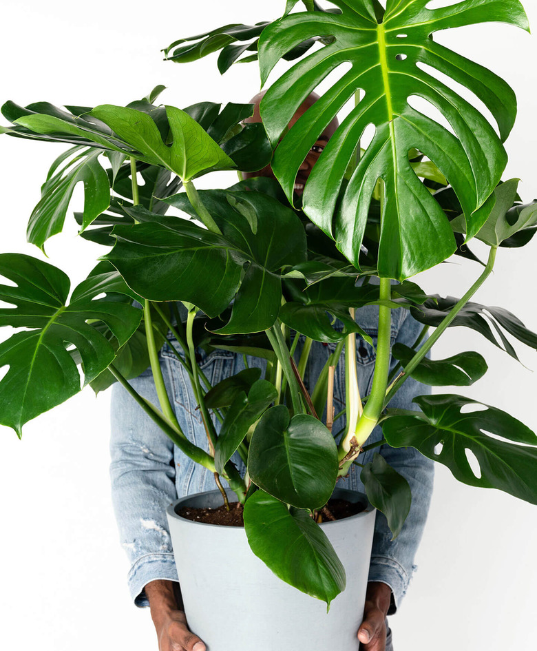 Giant monster plant in white planter