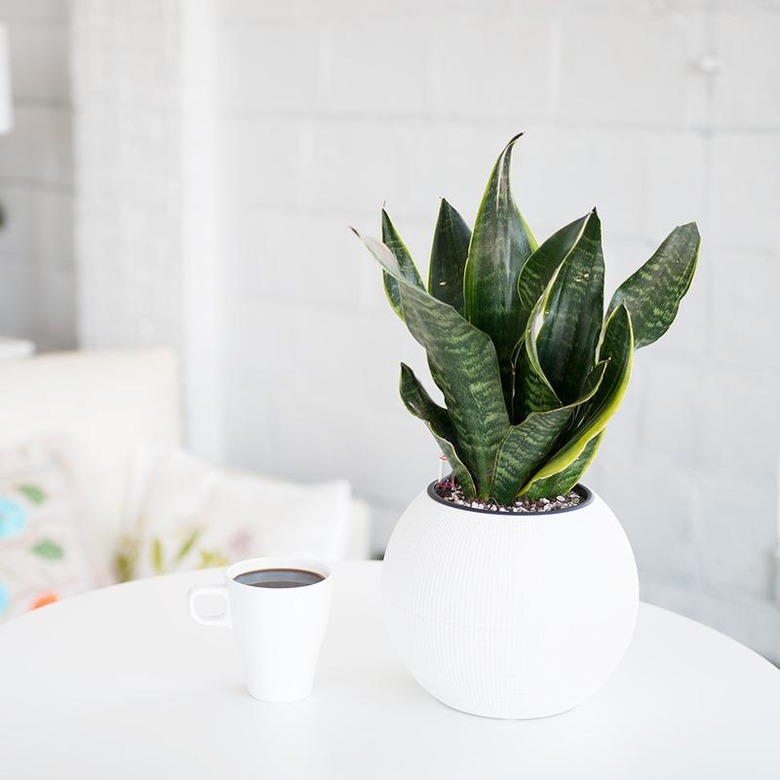 mother-in-law's tongue (Sansevieria trifasciata), snake plant