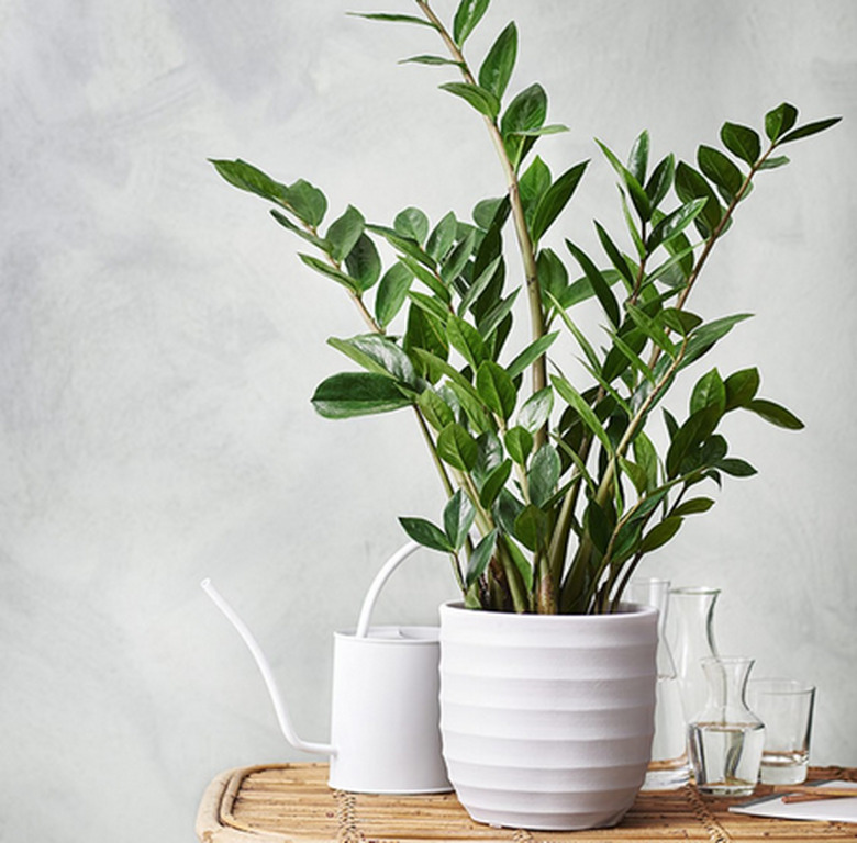 ZZ plant (Zamioculcas zamiifolia)