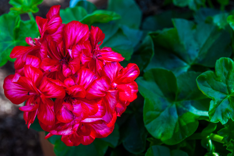 Salmon red pelargonium flowers closeup. or Pelargonium zonale.