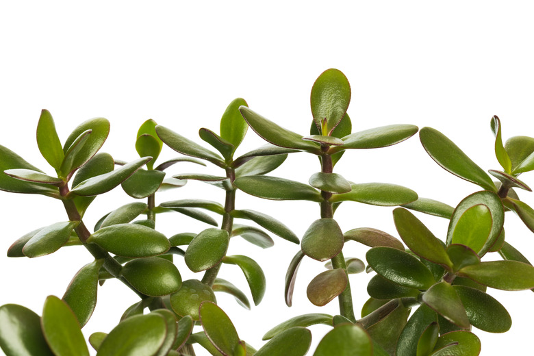 Money Tree isolated on white background- Image