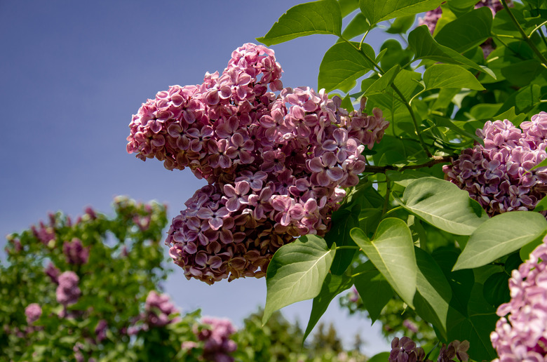 Lilac inflorescence, flowering branch of lilac on a bush.