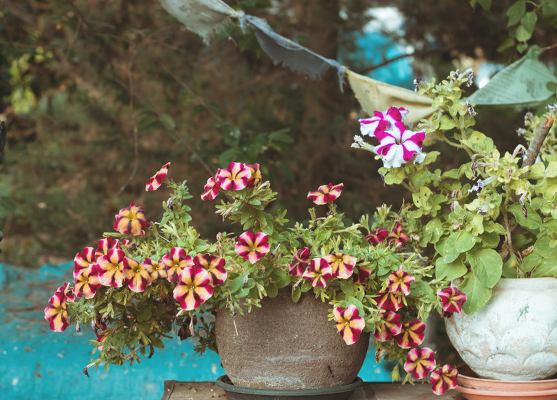 Pot with magenta, purple and white petunias